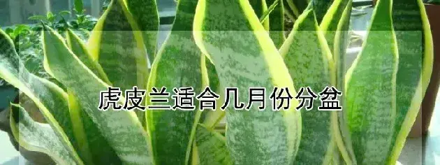 虎皮兰适合几月份分盆