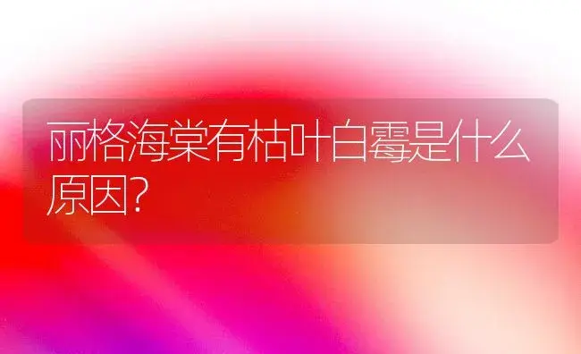 丽格海棠有枯叶白霉是什么原因？ | 绿植常识