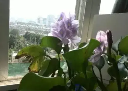 盆景养护管理 | 盆栽水葫芦叶子发黄怎么办