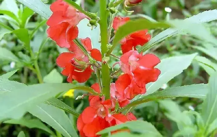 凤仙花的栽培方法 凤仙花的种植技巧有哪些？