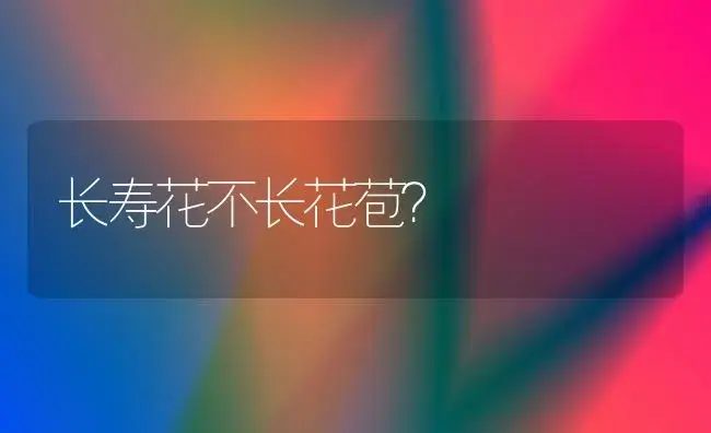 长寿花不长花苞？ | 多肉养殖