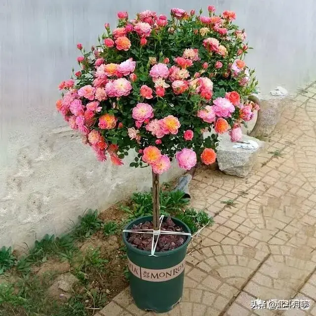 月季花养哪个品种比较好？