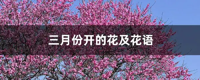 三月份开的花及花语