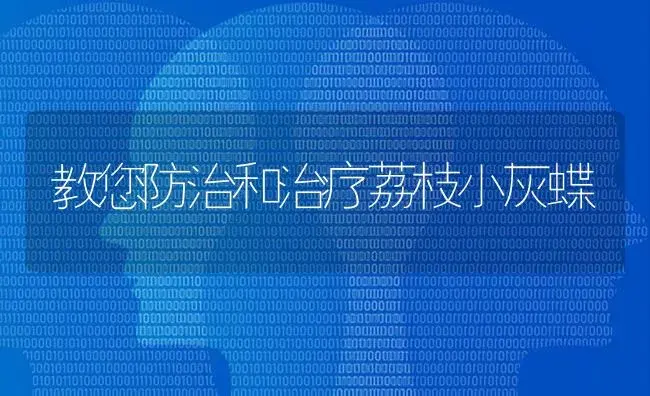 教您防治和治疗荔枝小灰蝶 | 果木种植
