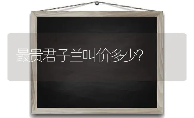 最贵君子兰叫价多少？ | 绿植常识