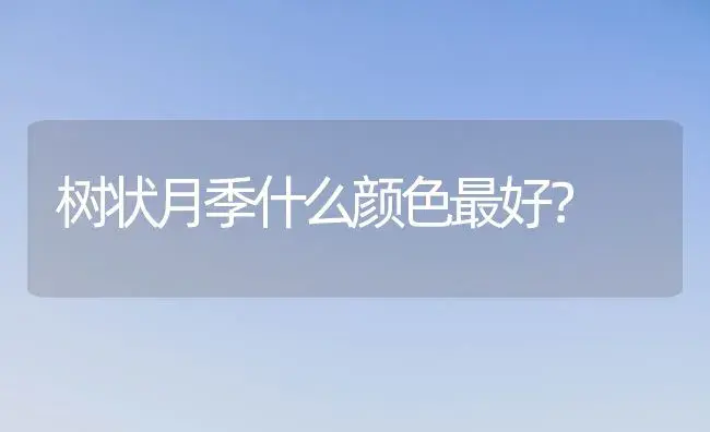 树状月季什么颜色最好？ | 绿植常识