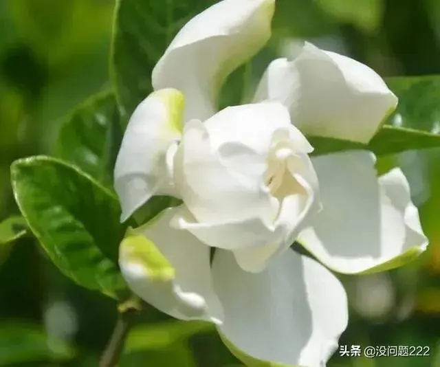 栀子花每年都会开花吗？