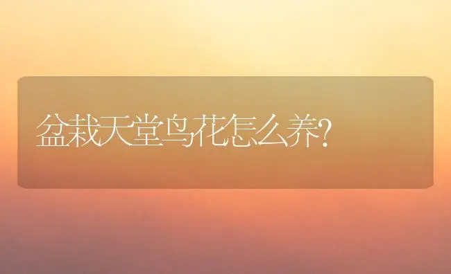 盆栽天堂鸟花怎么养？ | 家庭养花