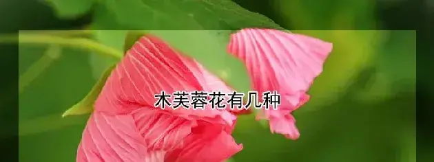 木芙蓉花有几种