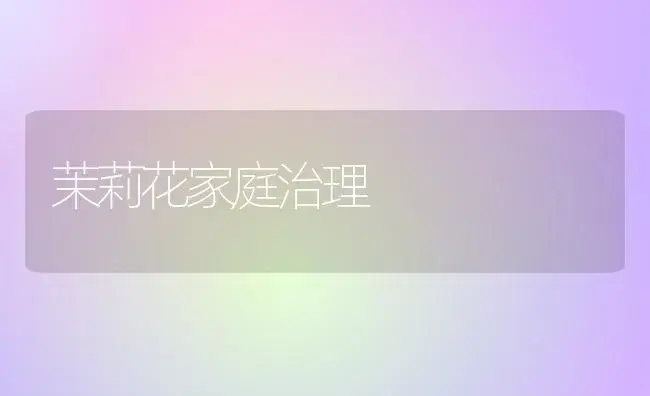 茉莉花家庭治理 | 家庭养花