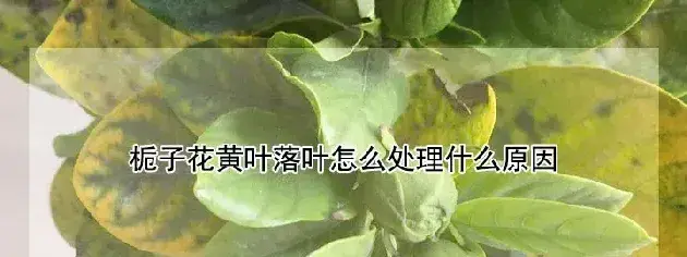 栀子花黄叶落叶怎么处理什么原因