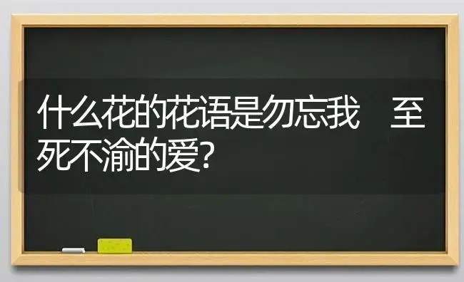 什么花的花语是勿忘我 至死不渝的爱？ | 绿植常识