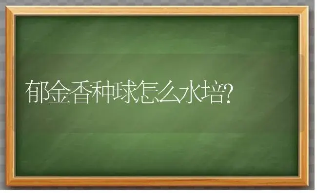 郁金香种球怎么水培？ | 绿植常识