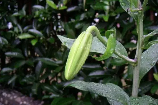 百合花的花语，百合花可以放家里吗