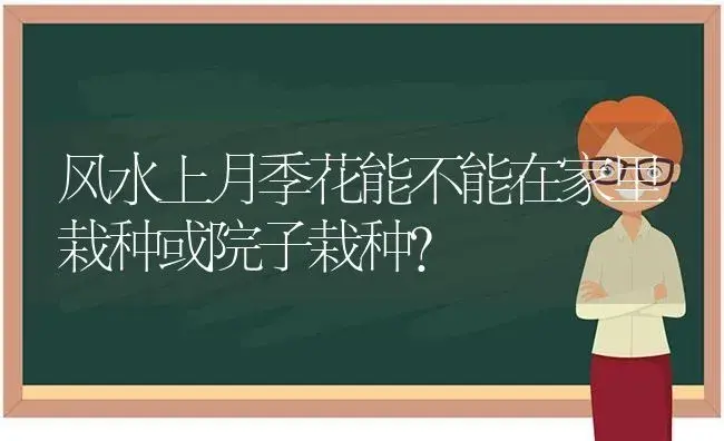 风水上月季花能不能在家里栽种或院子栽种？ | 多肉养殖