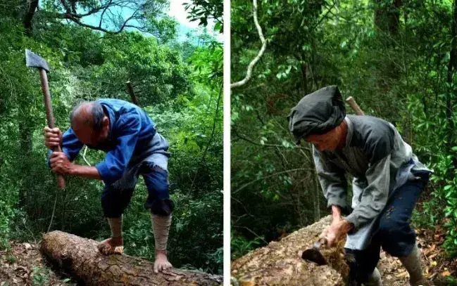 《龙泉百村故事》丨砍花之法，香菇之源