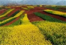 蓝田将举办首届油菜花节