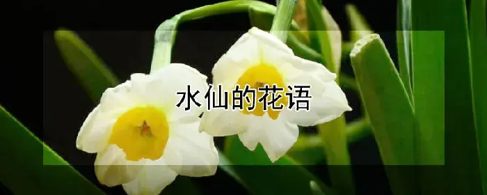 水仙的花语