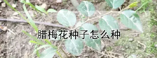 腊梅花种子怎么种