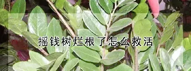 摇钱树烂根了怎么救活