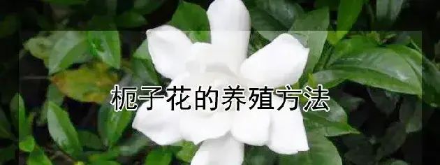 枙子花的养殖方法