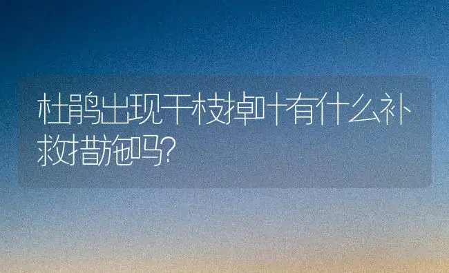 杜鹃出现干枝掉叶有什么补救措施吗？ | 绿植常识