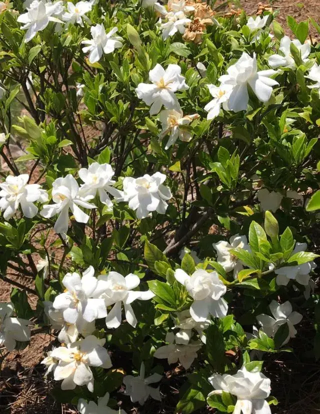 栀子花的思念的文案？