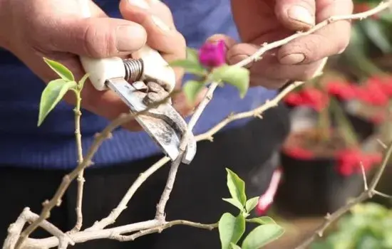 盆栽修剪 | 三角梅夏季开花效果好不好 春剪非常重要