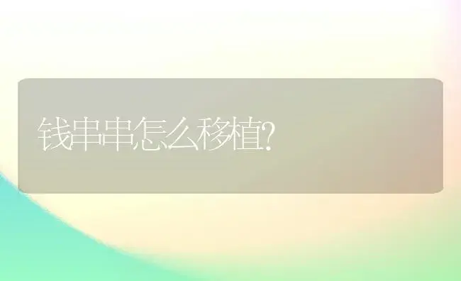 钱串串怎么移植？ | 多肉养殖