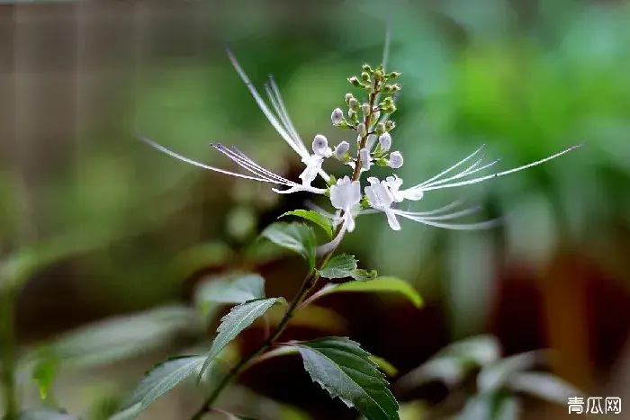 猫须草种苗繁殖及肥水管理技术