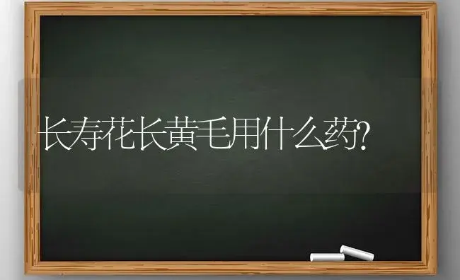 长寿花长黄毛用什么药？ | 多肉养殖