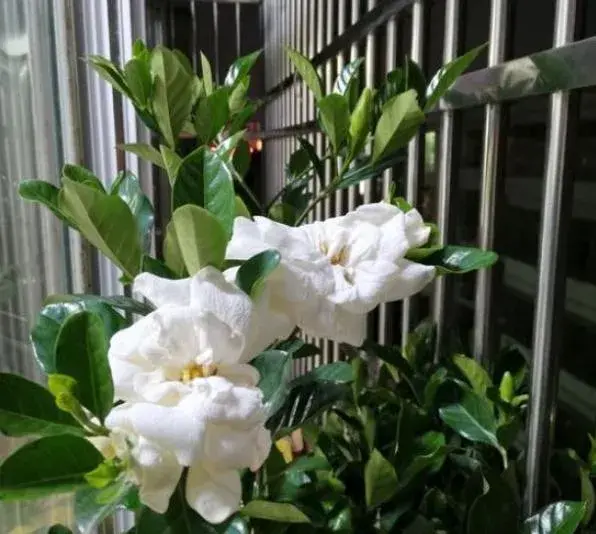 栀子花盆栽怎么养？栀子花的养殖方法？