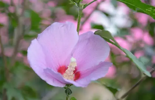 木槿花的花语和传说