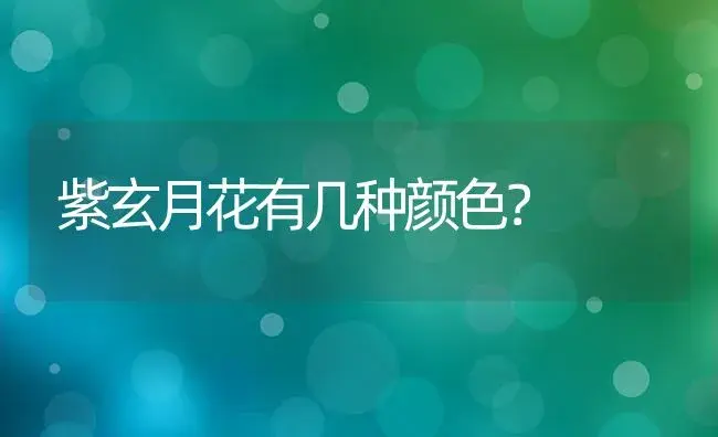 紫玄月花有几种颜色？ | 多肉养殖