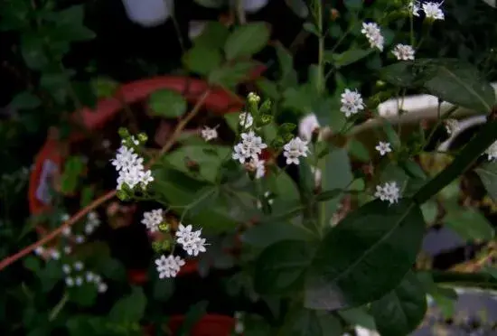 甜叶菊开花吗，甜叶菊几月份开花/7月开花/花语甜蜜