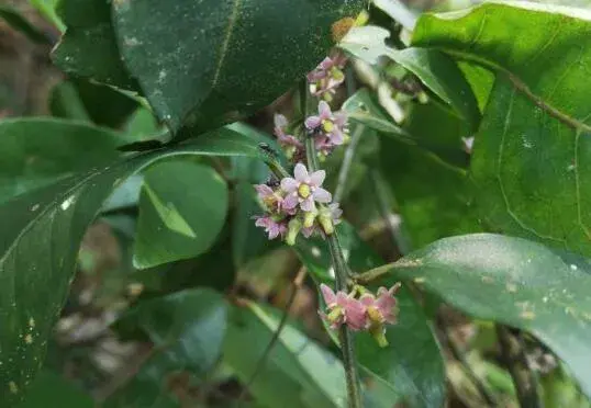 冬青的花语是什么，冬青的传说故事/花语为生命