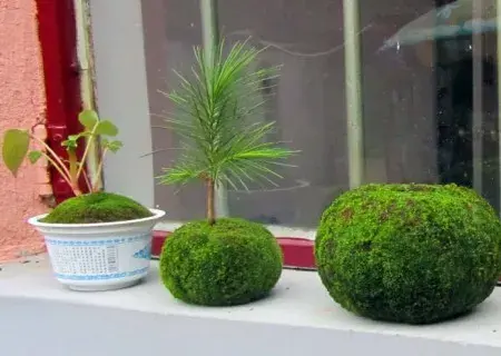 盆景制作 | 苔玉球盆景DIY自制方法图解