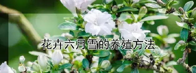 花卉六月雪的养殖方法