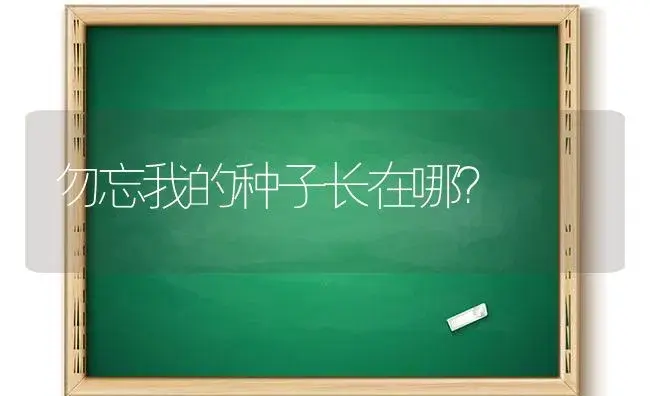 勿忘我的种子长在哪？ | 绿植常识