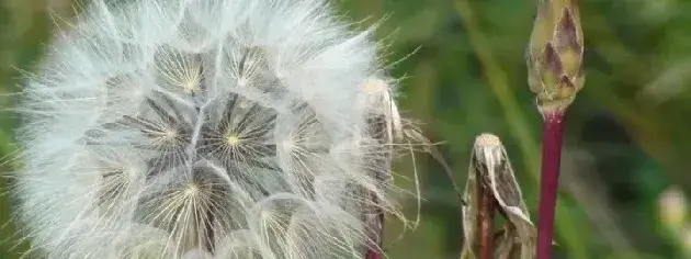 种蒲公英几天出苗