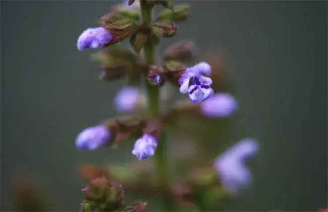 雪见草的栽培办法