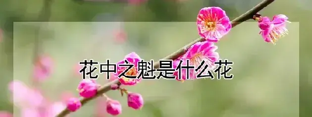 花中之魁是什么花