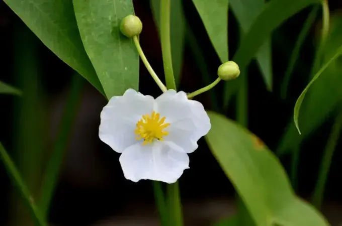 慈姑花花语是什么，慈姑花有哪些传说故事(慈姑)