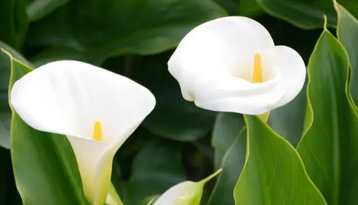 海芋花花语是什么 海芋花花语