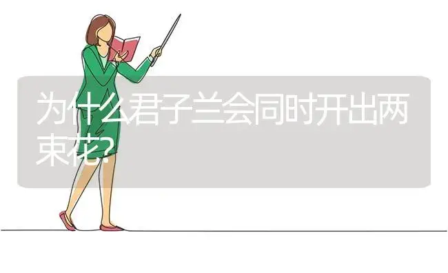 为什么君子兰会同时开出两束花？ | 绿植常识