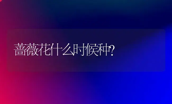 蔷薇花什么时候种？ | 家庭养花