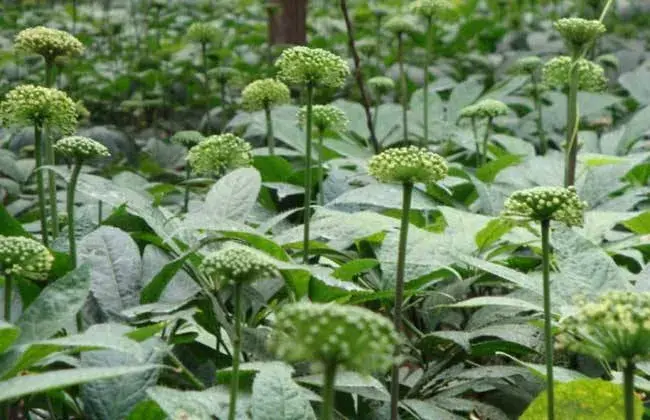 三七高产种植技术