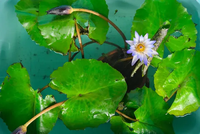 睡莲的花语和寓意