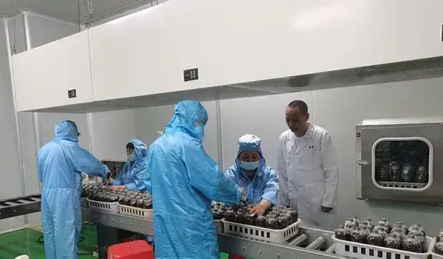 福建省邵武市绿农食用菌有限公司董事长郑朋武：推广竹荪栽培技术 为发展产业“种下希望”