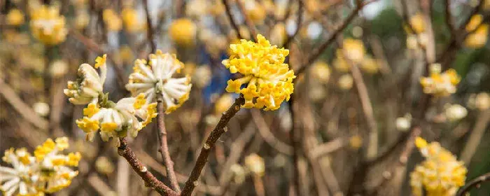 瑞香花的花语 瑞香花的花语是什么